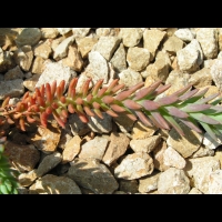 Sedum luteolum (fam Crassulacees) (Europe) (3)